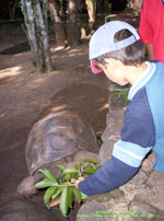 photo chamarel enclos tortues 02